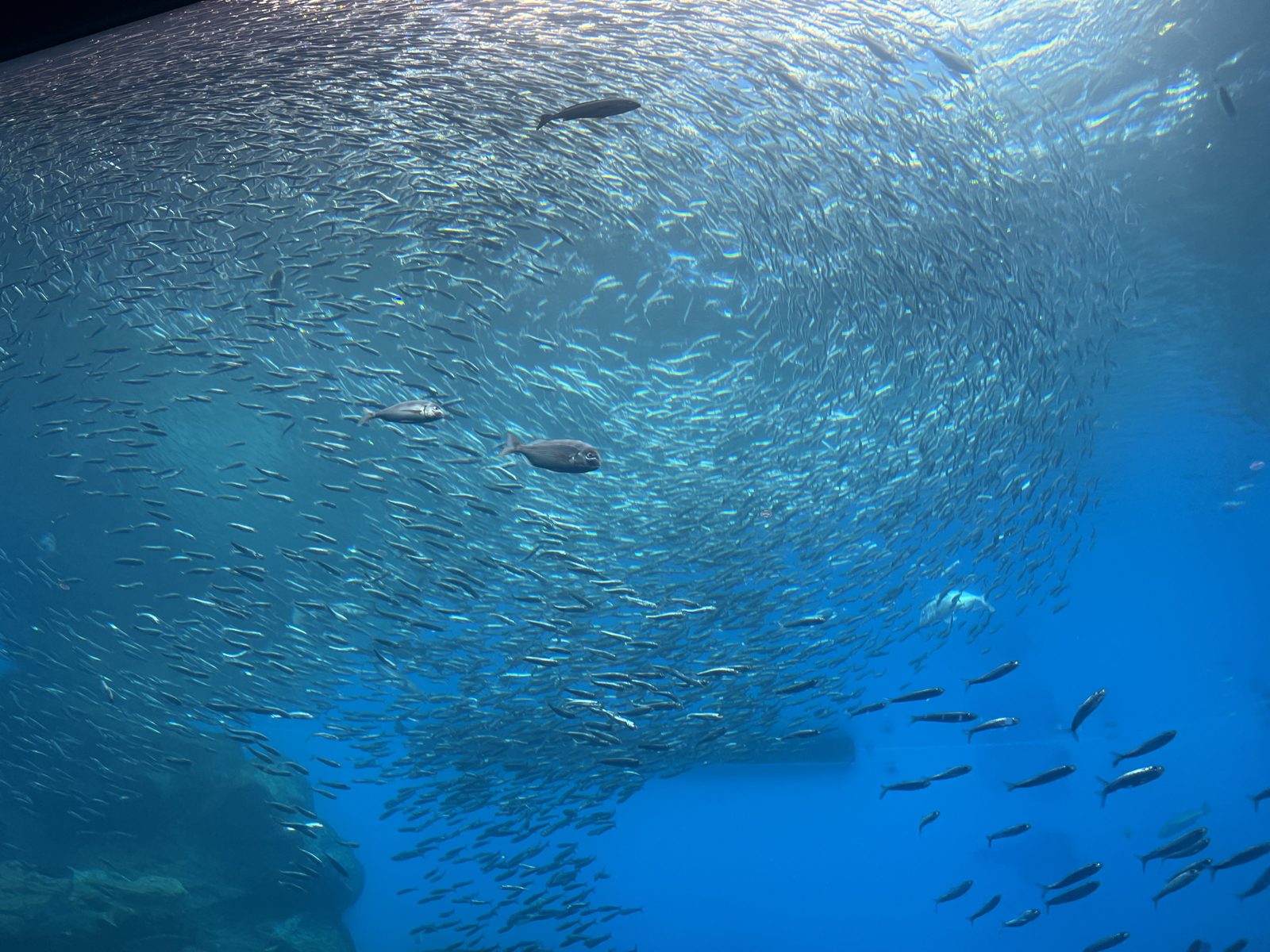 仙台うみの杜水族館の大水槽を泳ぐイワシの大群