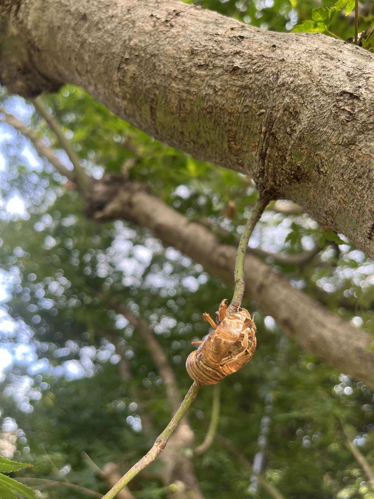 細い枝の先にしがみついたセミの抜け殻。朝の公園で見つけたもので、背中が割れて中は空になっている