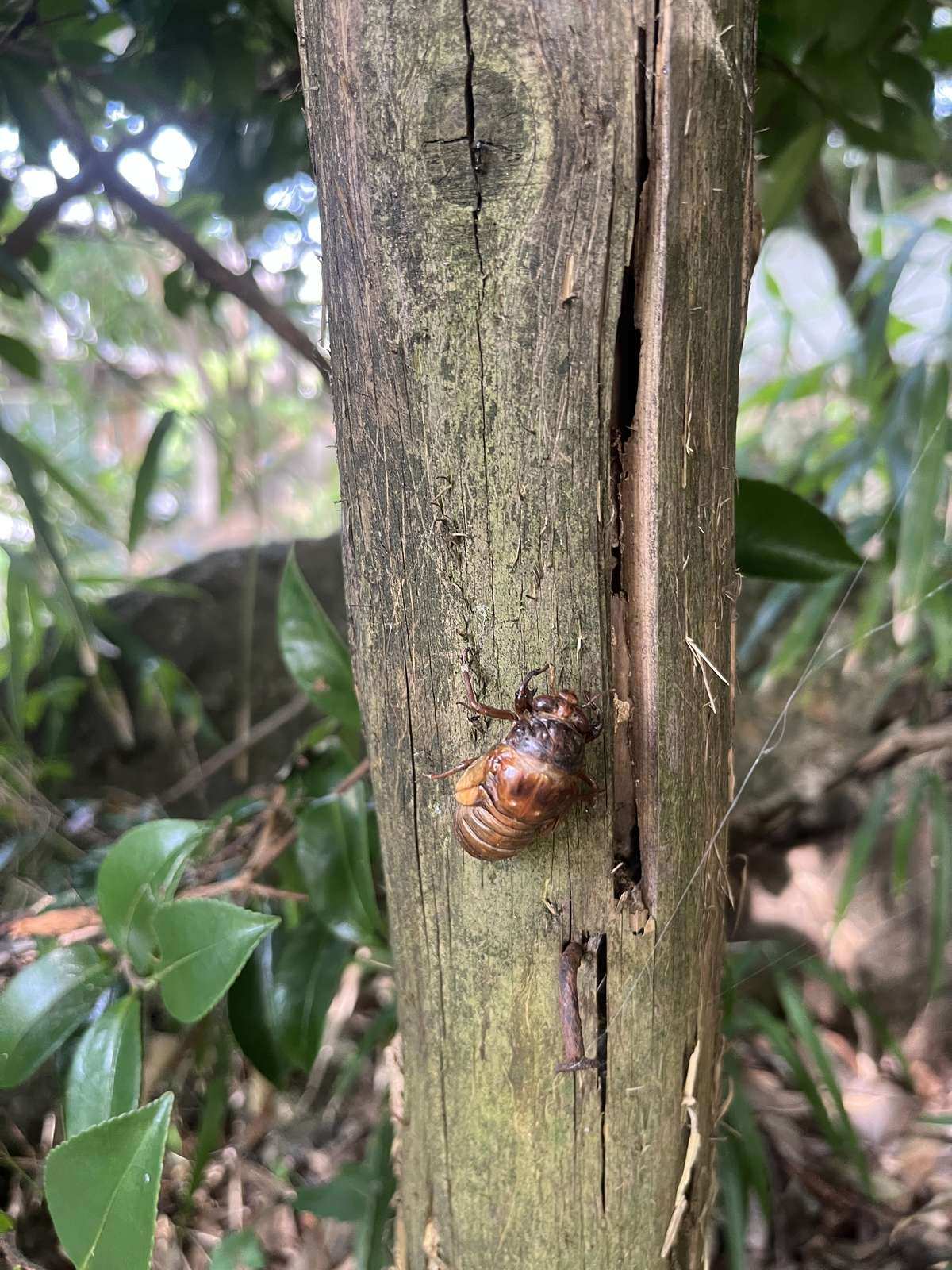 木の柱にしがみついたセミの抜け殻。色が濃くつやがあり、背中に羽化のときの割れ目が見える